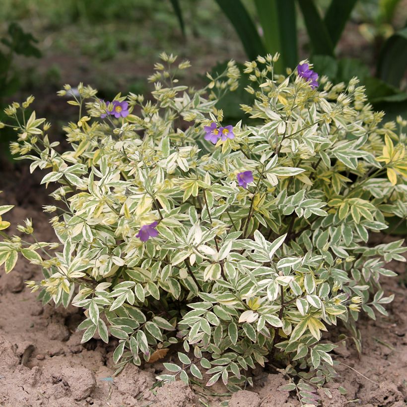 Polemonium pulcherrimum Golden Feathers (Plant habit)