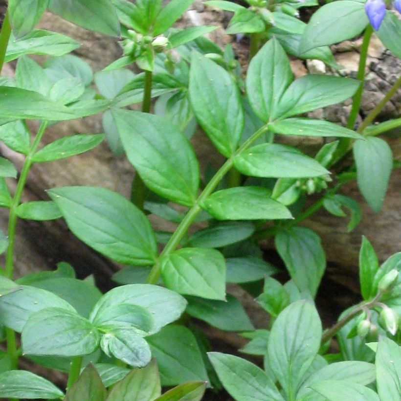 Polemonium reptans (Foliage)