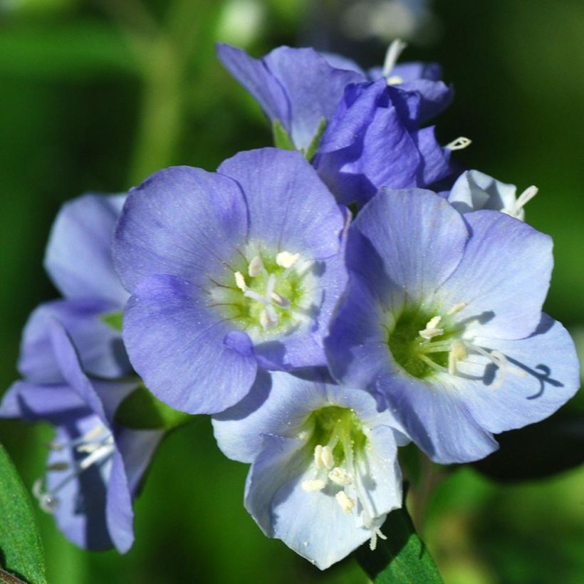 Polemonium reptans (Flowering)