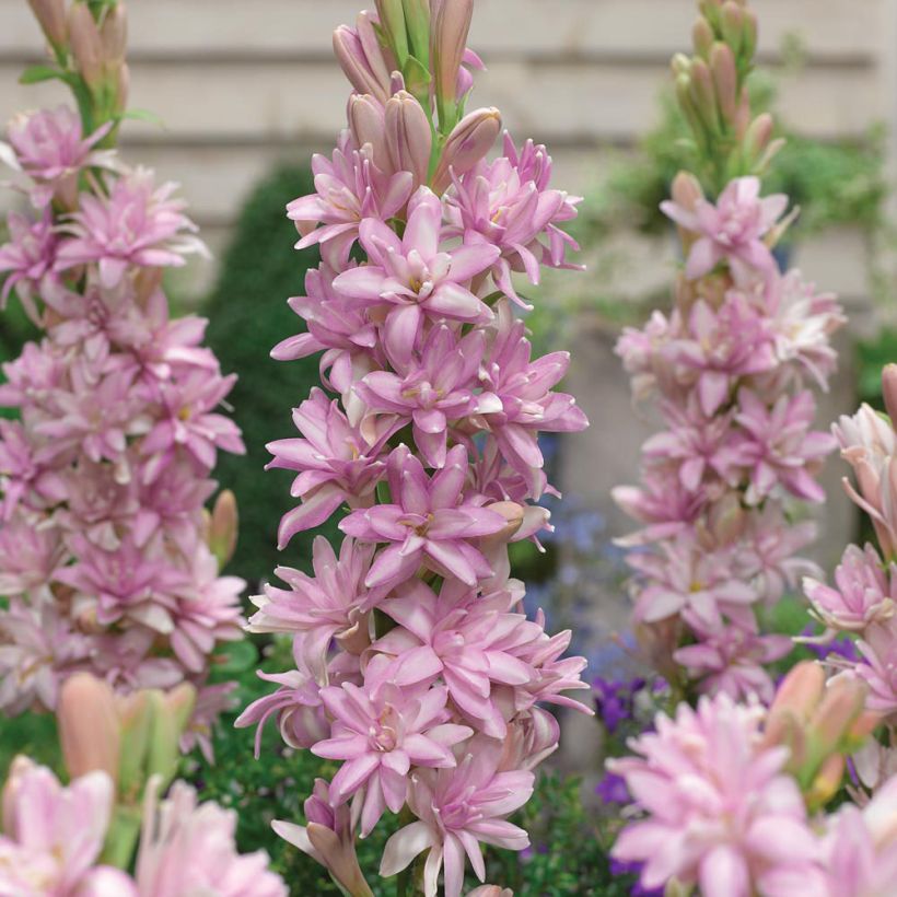 Polianthes tuberosa Pink Sapphire (Flowering)