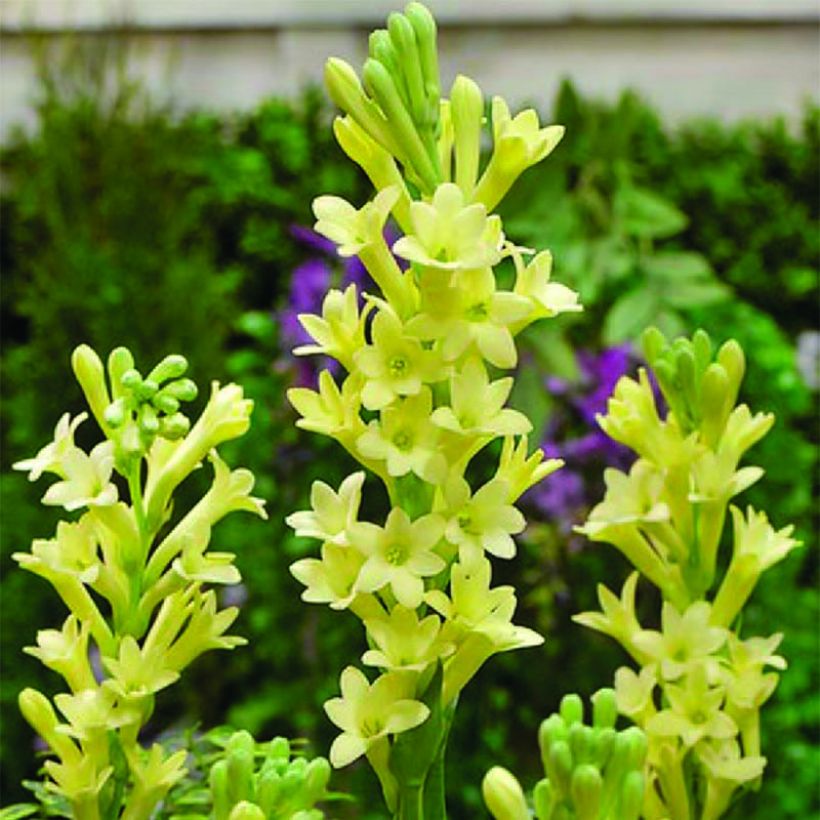 Polyanthes tuberosa Super Gold (Flowering)
