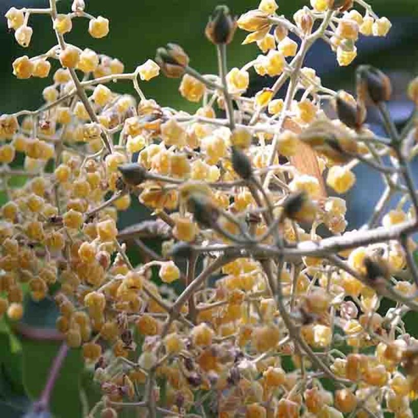 Poliothyrsis sinensis (Flowering)