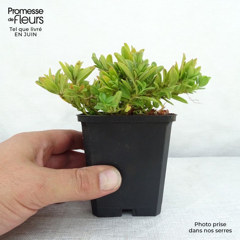 Example of Polygala chamaebuxus Grandiflora as you get in ete