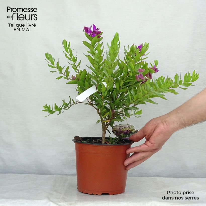 Polygala myrtifolia sample as delivered in spring