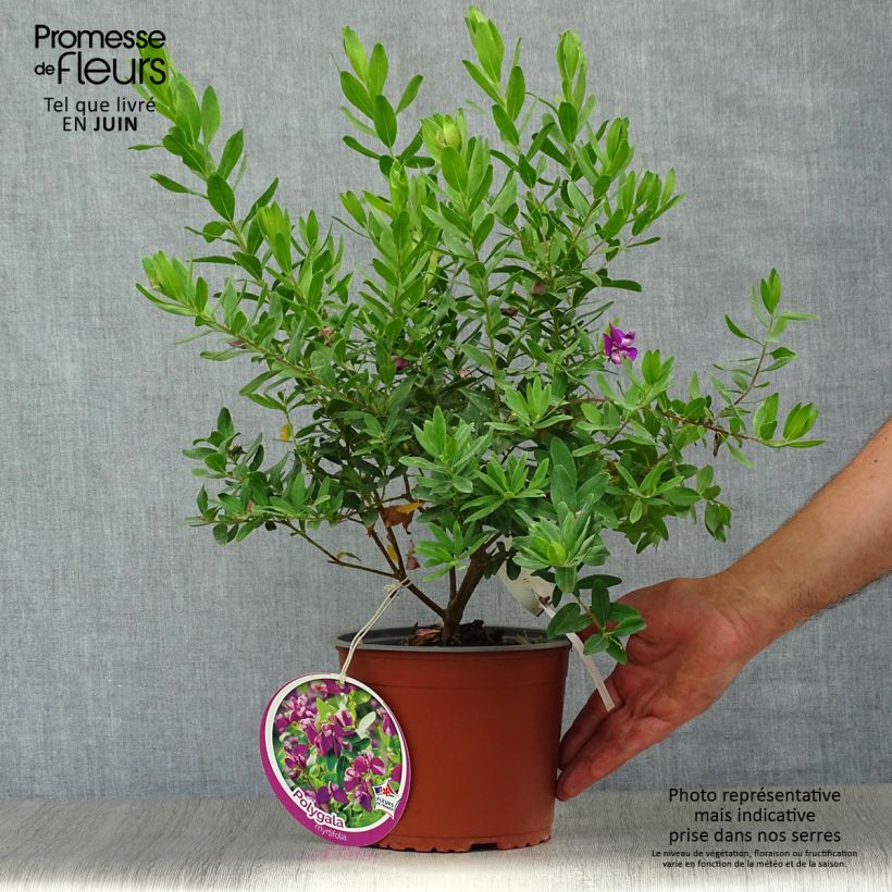 Polygala myrtifolia 2L/3L pot sample as delivered in summer