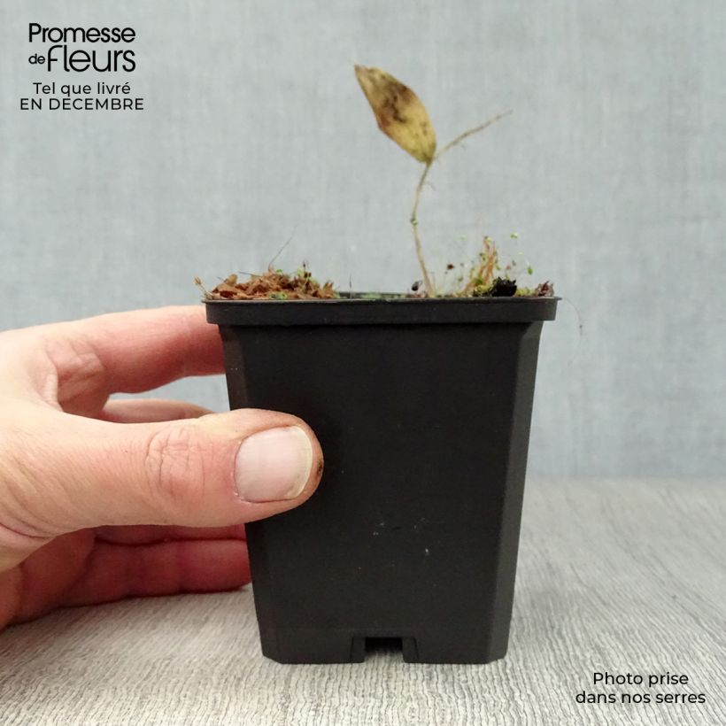 Sceau de Salomon - Polygonatum commutatum Godet de 9cm sample as delivered in winter