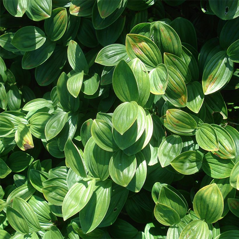 Polygonatum humile (Foliage)