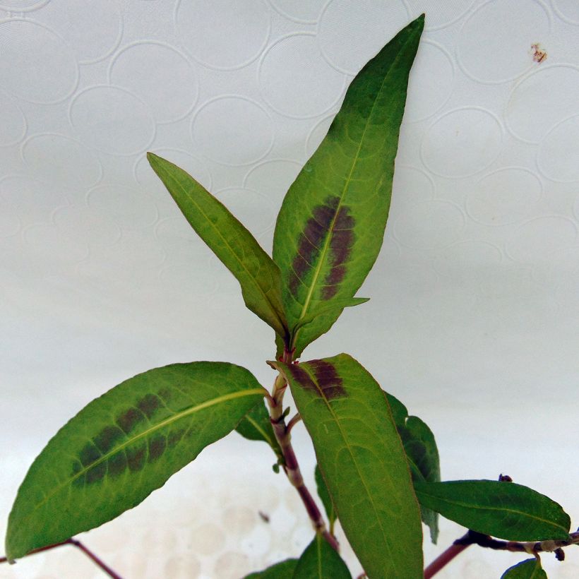 Polygonum odoratum - Vietnamese Coriander (Foliage)