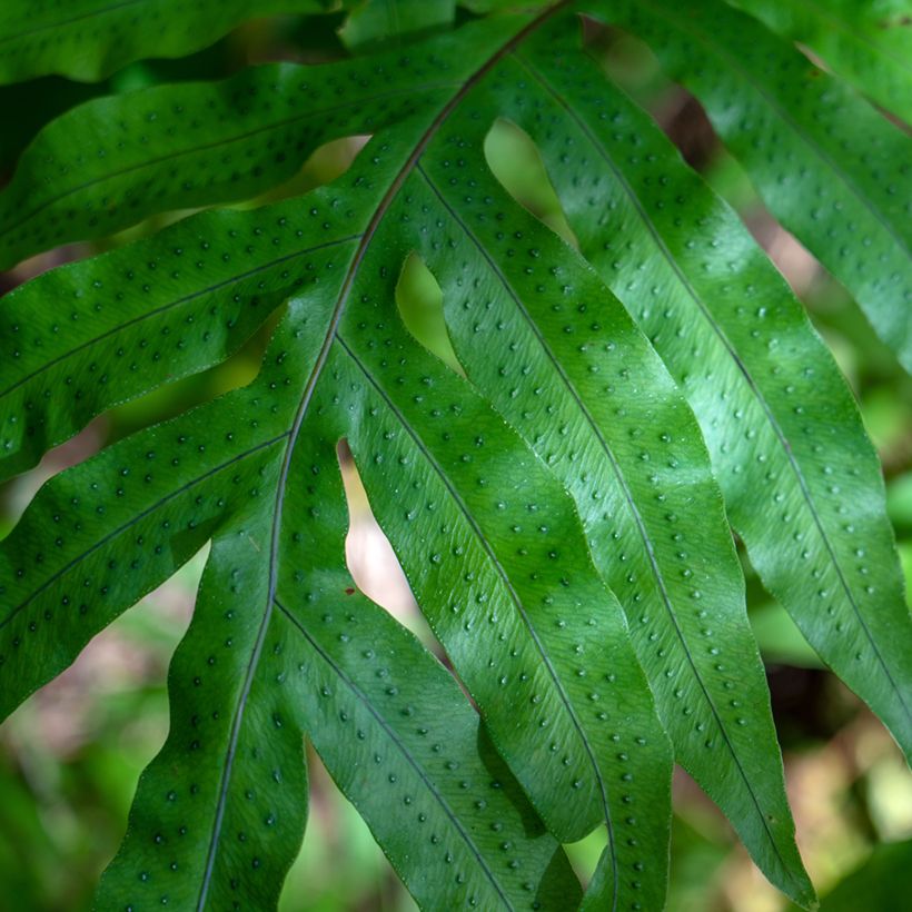 Polypodium pseudoaureum (Foliage)