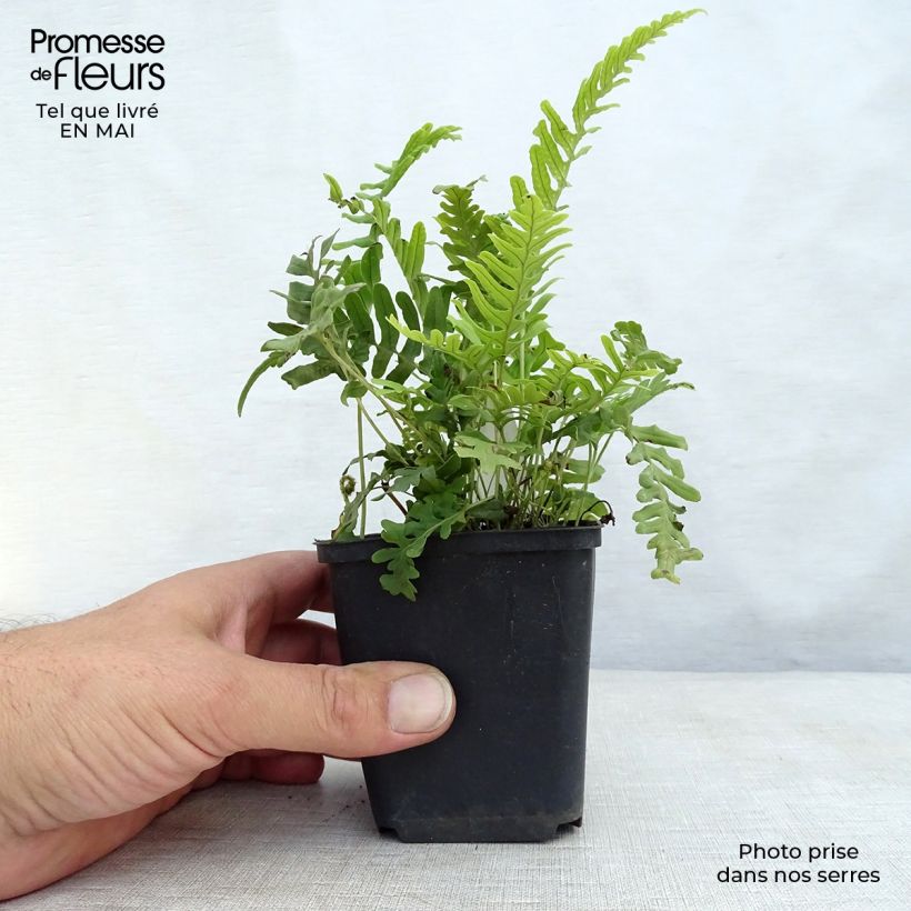 Polypodium vulgare Bifido Multifidum - Rockcap Fern sample as delivered in spring