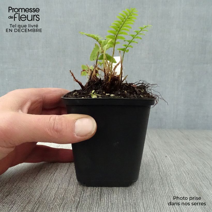 Polystichum acrostichoides - Fougère de Noël Godet de 9cm sample as delivered in winter