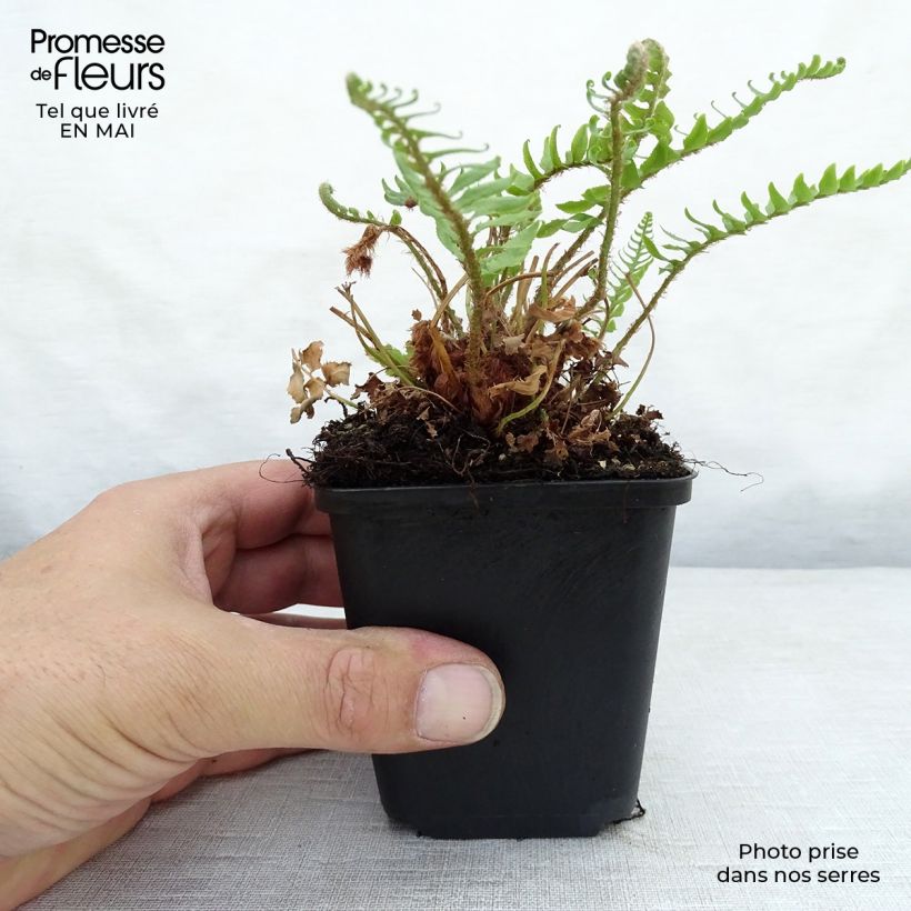 Polystichum munitum - Giant Holly Fern sample as delivered in spring