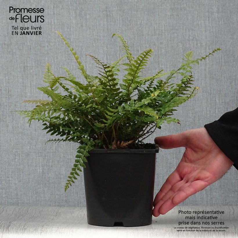 Polystichum neolobatum - Fougère sabre  Pot de 2L/3L sample as delivered in winter