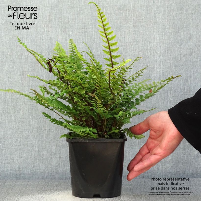 Polystichum neolobatum - Shield Fern sample as delivered in spring