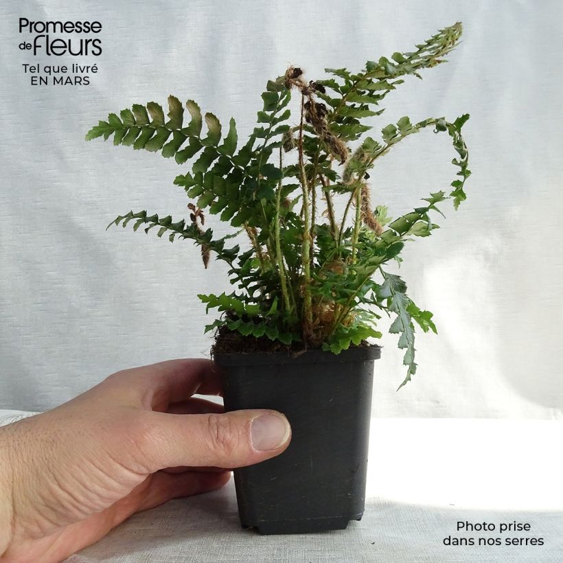 Polystichum polyblepharum - Fougère persistante en godet de 9 cm sample as delivered in winter