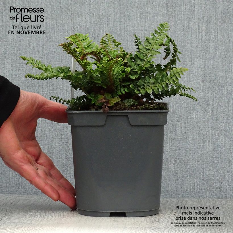 Polystichum polyblepharum - Fougère persistante en pot de 2/3 litres sample as delivered in autumn