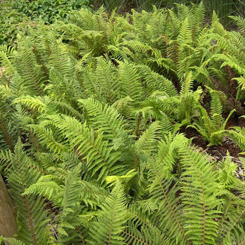 Polystichum setiferum - Soft Shield Fern (Foliage)