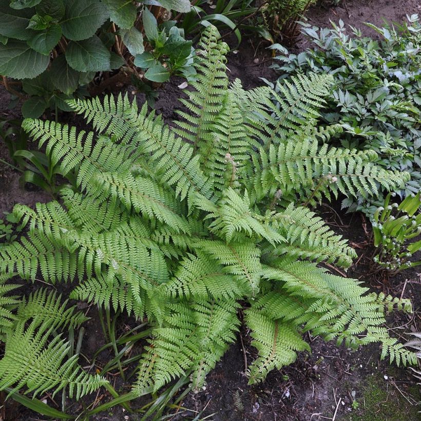 Polystichum setiferum Herrenhausen - Soft Shield Fern (Plant habit)