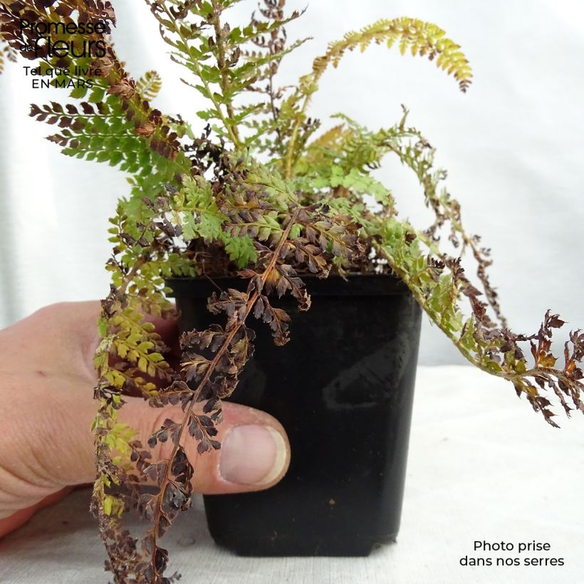 Polystichum setiferum Densum - Soft Shield Fern sample as delivered in spring