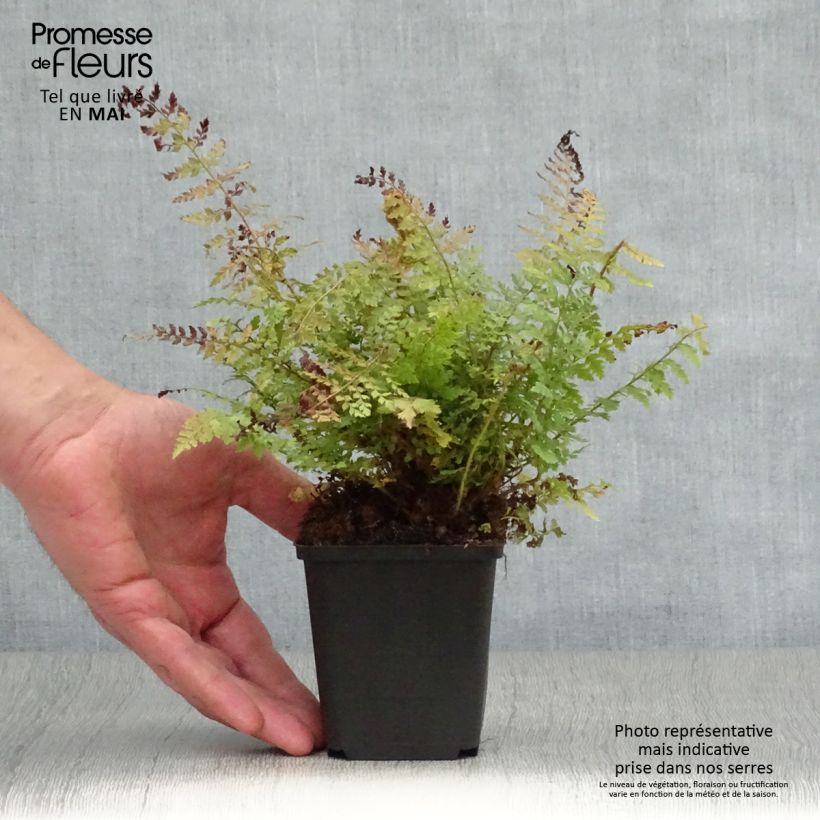 Polystichum setiferum Herrenhausen - Soft Shield Fern sample as delivered in spring