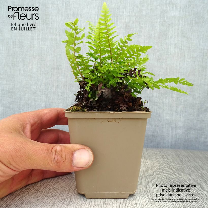 Polystichum setiferum Dahlem - Soft Shield Fern 8/9 cm pot sample as delivered in summer