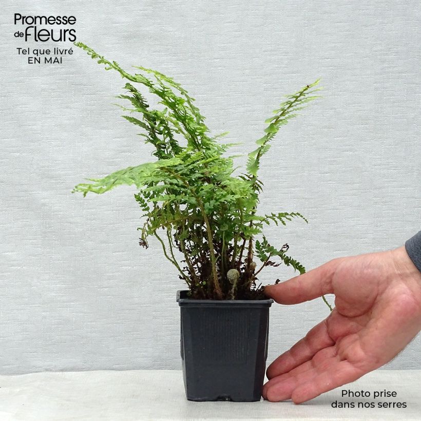 Polystichum setiferum - Soft Shield Fern sample as delivered in spring