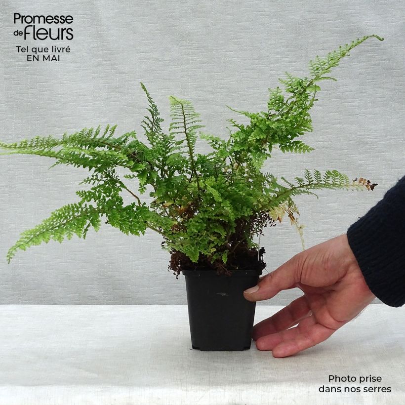 Polystichum setiferum Plumosum Densum - Soft Shield Fern sample as delivered in spring
