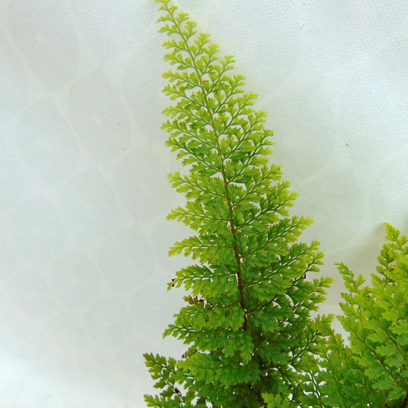 Polystichum setiferum Plumosum Densum - Soft Shield Fern (Foliage)
