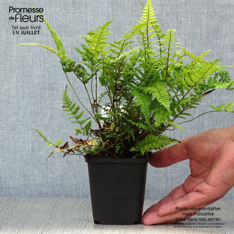 Polystichum tsus-simense - Korean Rock Fern 8/9 cm pot sample as delivered in summer