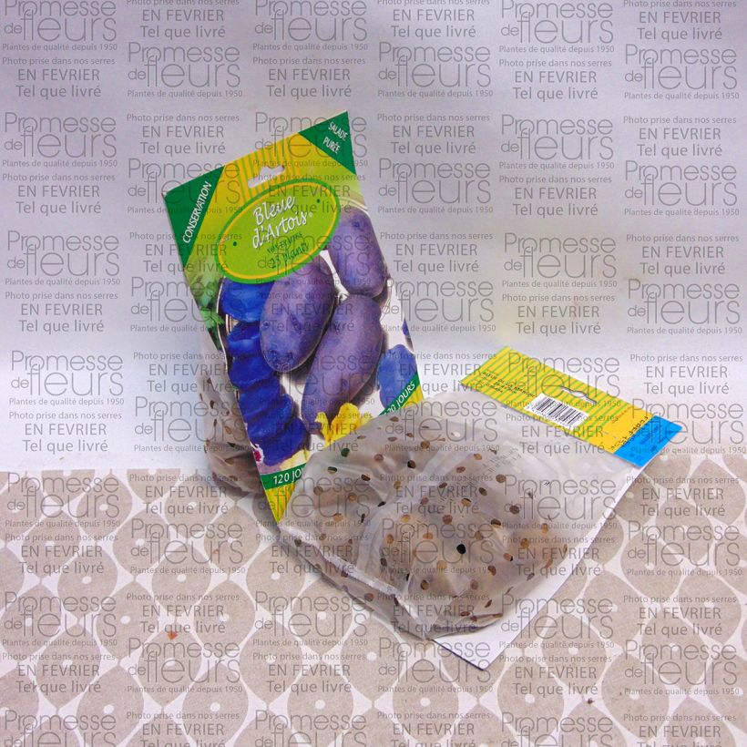 Example of Potatoes Blue d'Artois Bag of 25 plants size 28/45 mm specimen as delivered