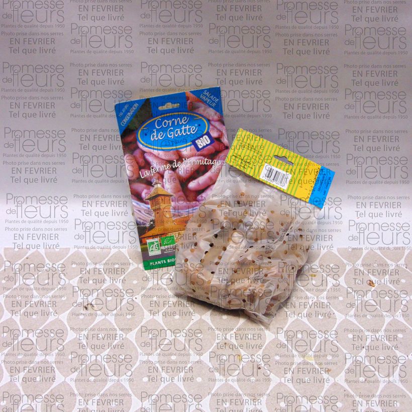 Example of Organic Potatoes orne de Gatte Bag of 25 plants size 25/35 mm specimen as delivered