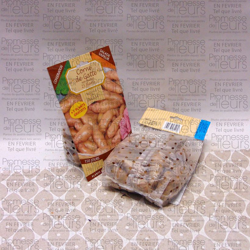 Example of Potatoes Corne de Gatte Bag of 25 plants size 25/35 mm specimen as delivered