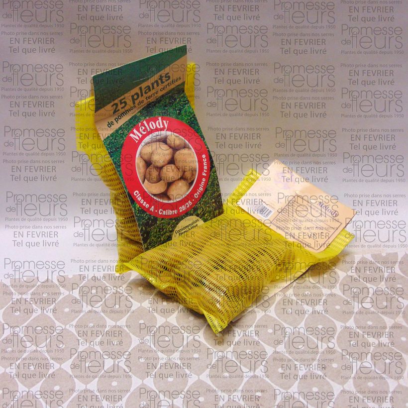 Example of Pommes de terre Melody - Sac de 25 plants specimen as delivered