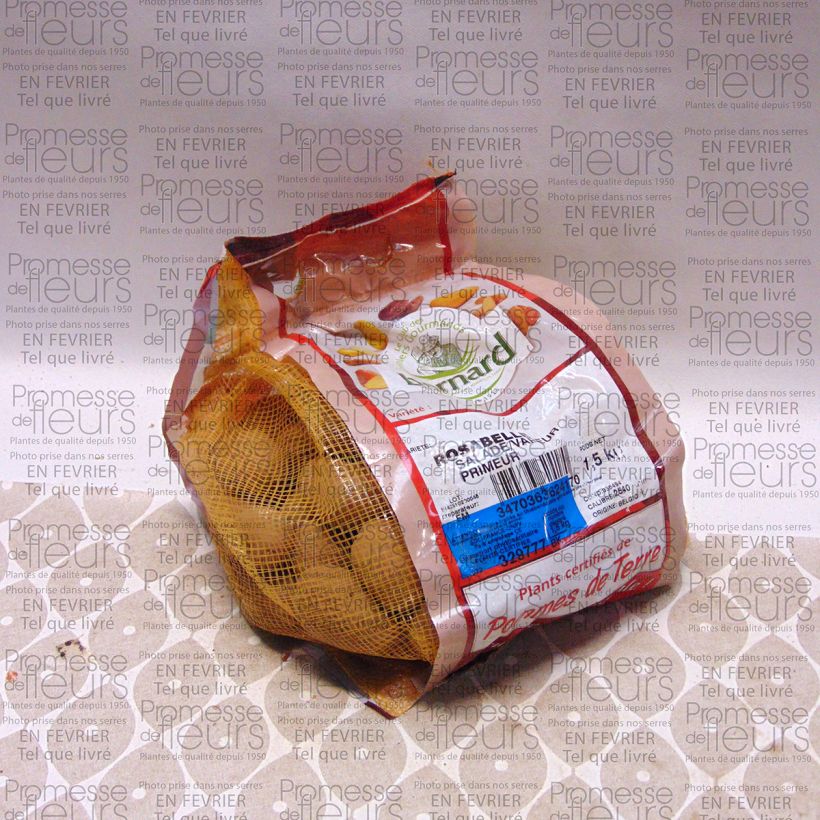 Example of Potatoes Rosabelle specimen as delivered