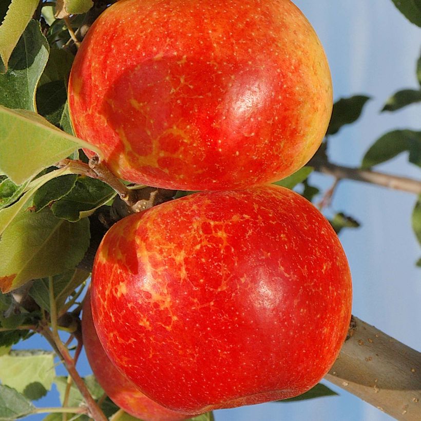 Apple Tree Antares - Malus domestica (Harvest)