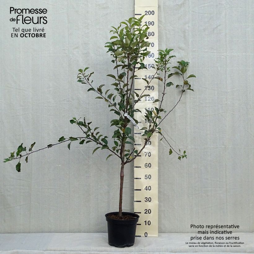 Apple Tree Antares - Malus domestica 7.5L/10L pot, Goblet sample as delivered in autumn