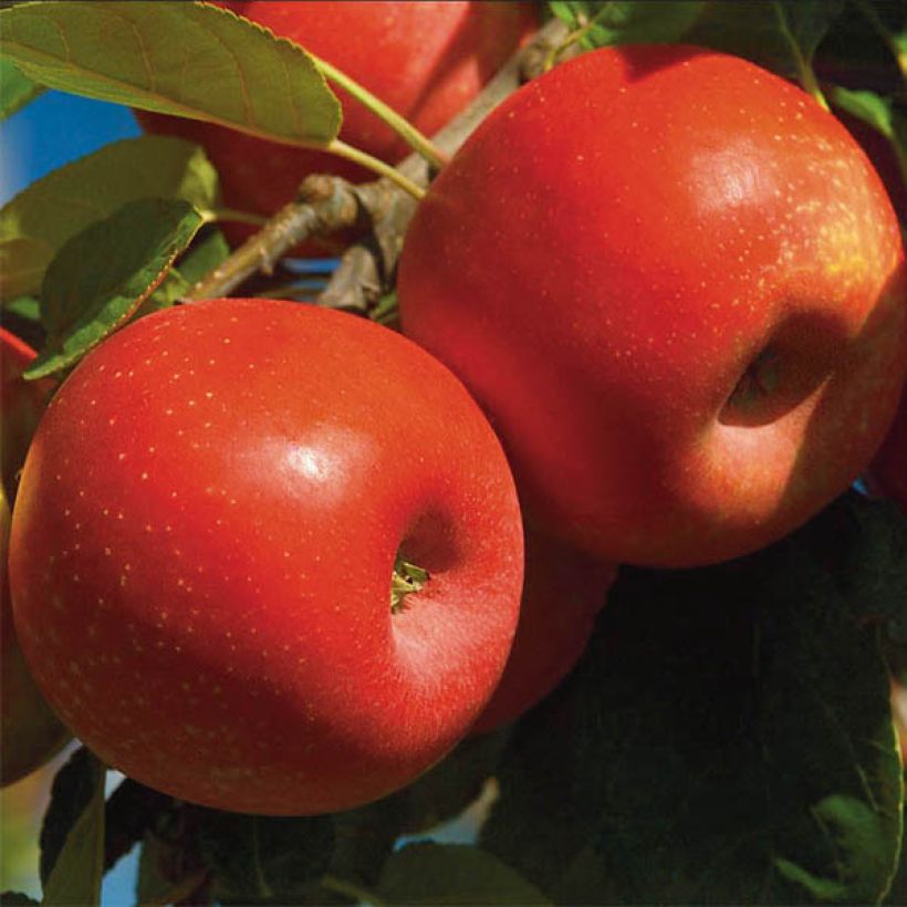 Apple Tree Ariane - Malus domestica (Harvest)