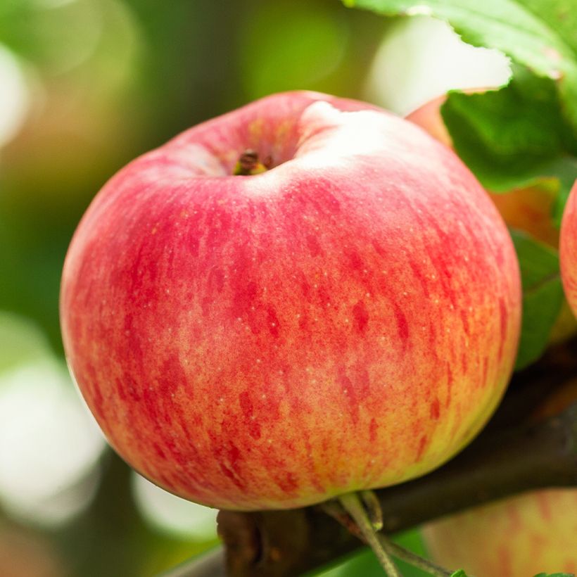 Organic Apple Tree Astrakhan Rouge - Malus domestica (Harvest)