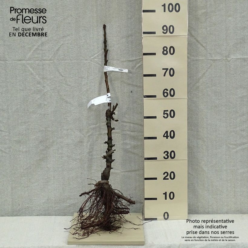 Columnar Apple Tree Azay-Le-Rideau - Malus domestica sample as delivered in winter