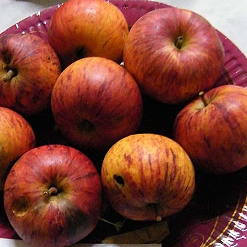 Apple Tree Belle fille de Salins - Malus domestica (Harvest)