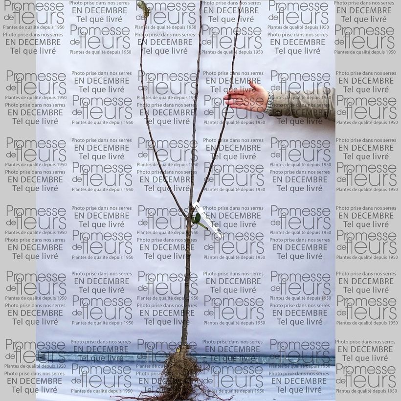 Example of Apple Tree Belle de Boskoop - Malus domestica specimen as delivered