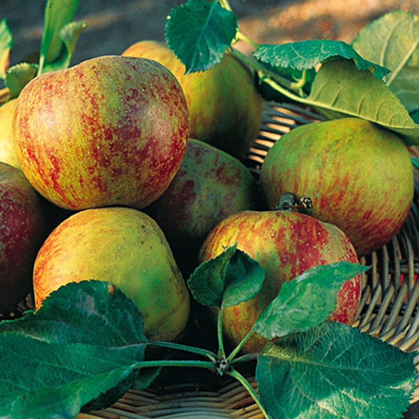 Apple Tree Belle de Boskoop - Malus domestica (Harvest)
