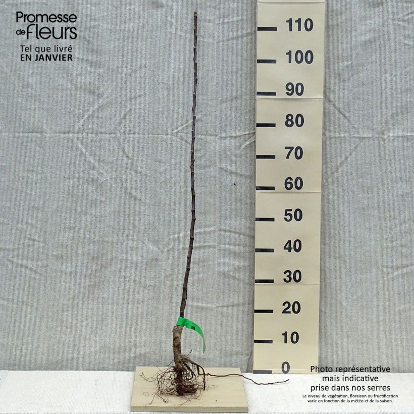 Apple Tree Bénédictin - Malus domestica Bare root, ScionShipped height around 90/120cm sample as delivered in winter