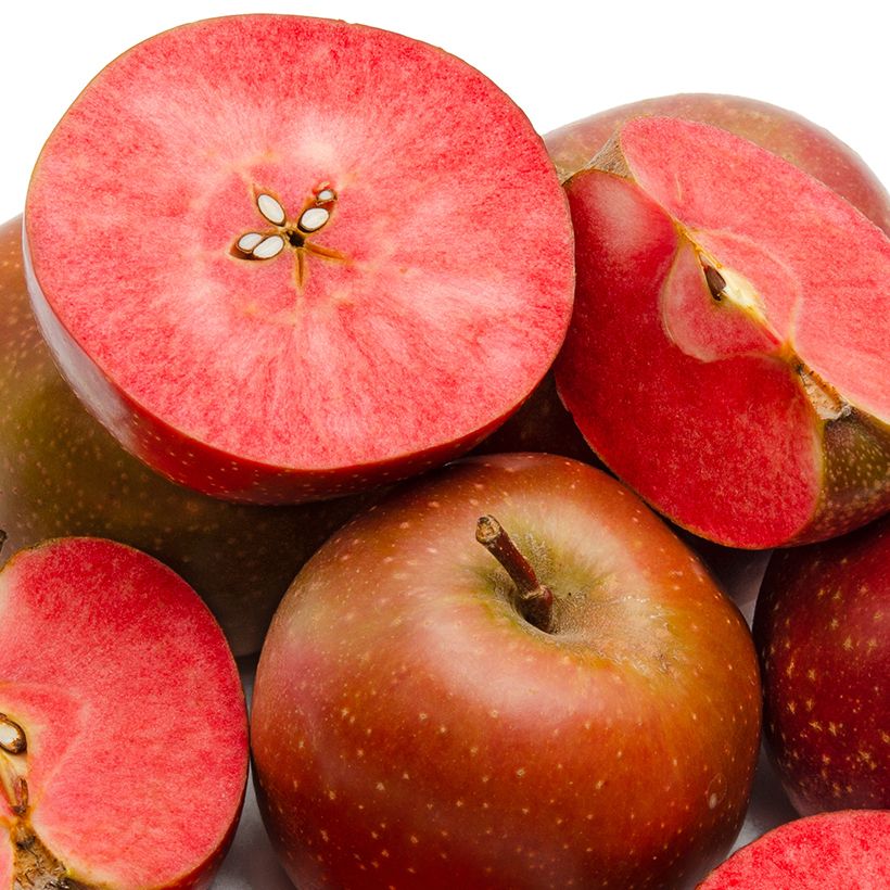 Red-fleshed Apple Tree Blush Rosette - Malus domestica (Harvest)