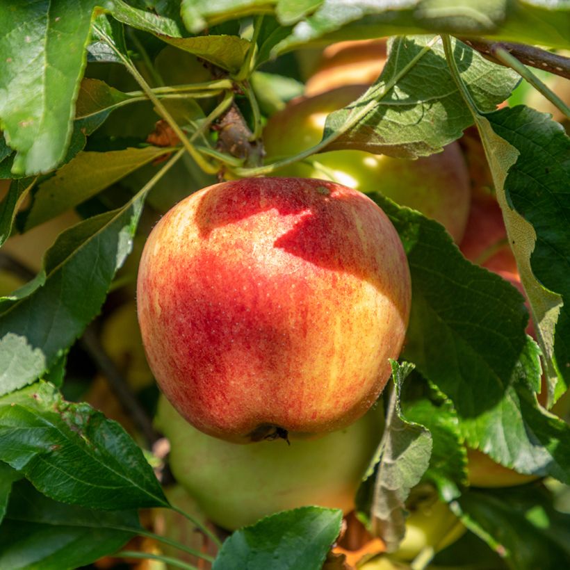 Organic Apple Tree Bondon - Malus domestica (Harvest)