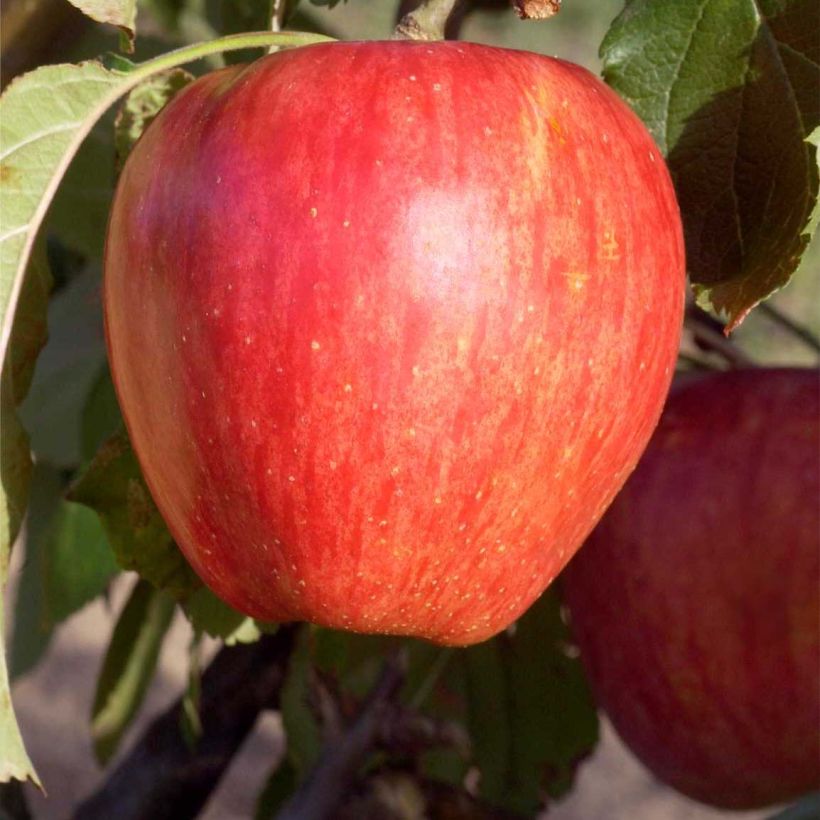 Apple Tree Calville Rouge d'Hiver - Malus domestica (Harvest)