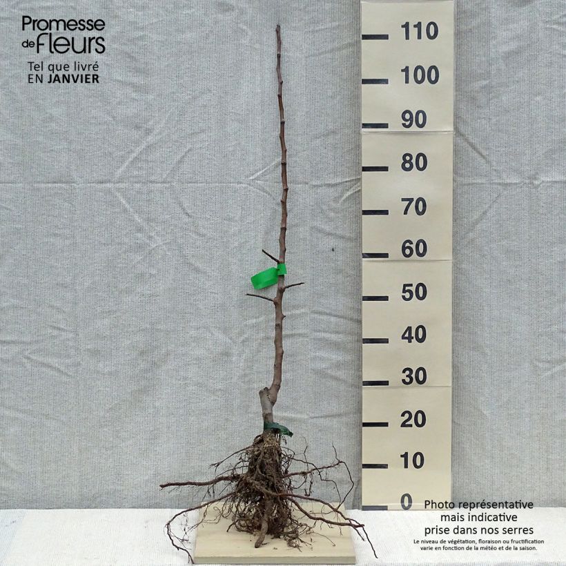 Apple Tree Calville Rouge d'Hiver - Malus domestica Bare root, ScionShipped height around 90/120cm sample as delivered in winter
