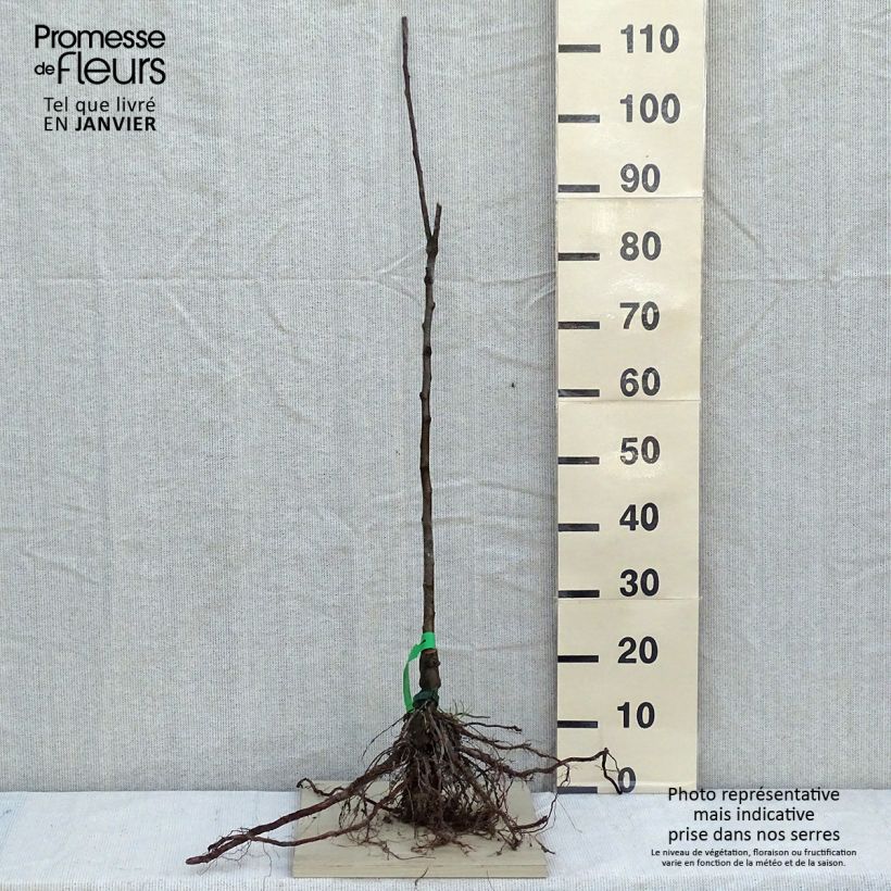 Organic Apple Tree Chailleux - Malus domestica Bare root, ScionShipped height around 90/120cm sample as delivered in winter
