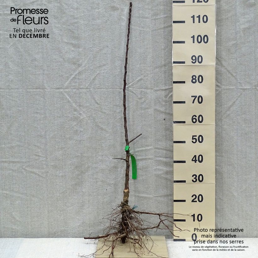 Apple Tree Chataignier - Malus domestica Bare root, ScionShipped height around 90/120cm sample as delivered in winter