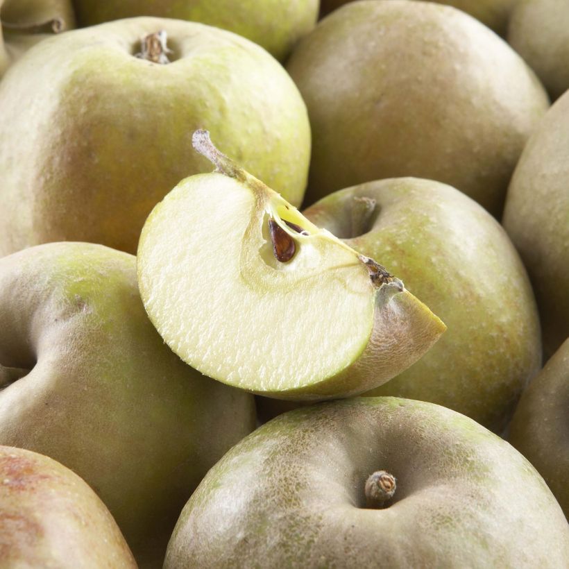 Organic Apple Tree Court Pendu - Malus domestica (Harvest)
